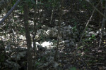 Solution Hole at Windley Key Fossil Reef Geological State Park