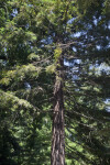 Soquel Coast Redwood Tree at the UC Davis Arboretum