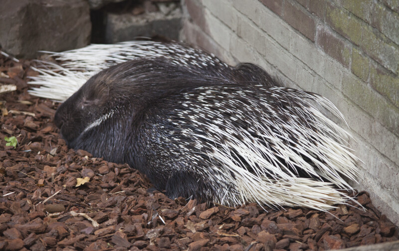 South African Porcupines Sleeping