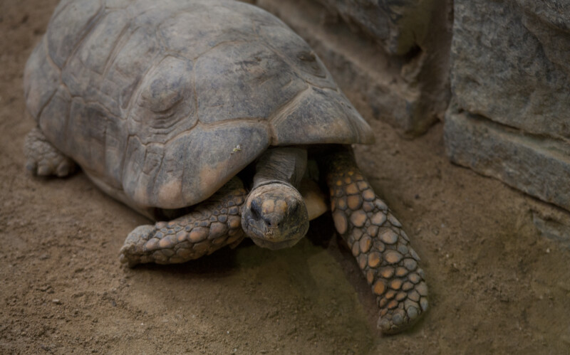South American Yellow-Footed Tortoise Crawling at the Artis Royal Zoo