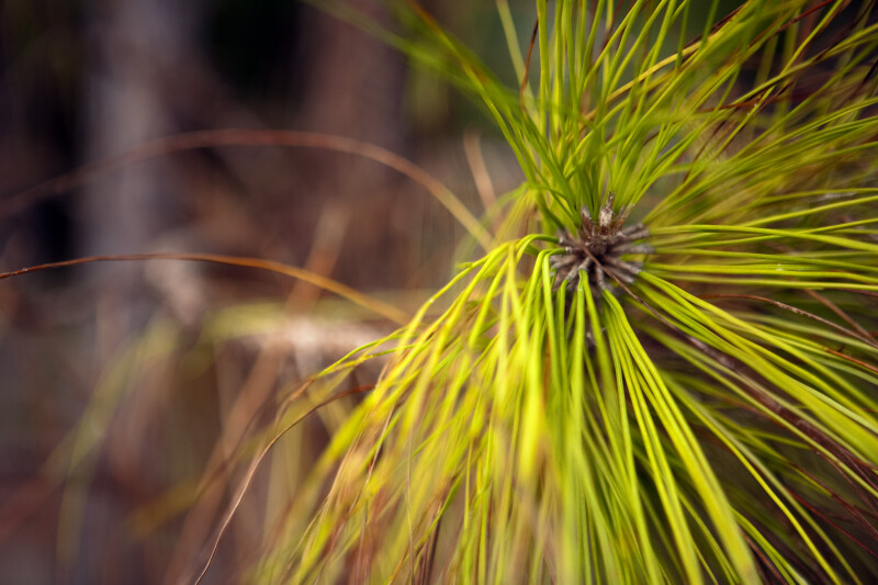 South Florida Slash Pine Leaves