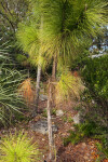 South Florida Slash Pine