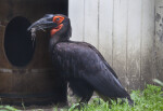 Southern Ground-Hornbill Holding Small Rodent in its Beak