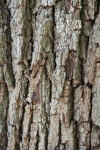 Southern Live Oak Bark