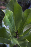 Southern Magnolia Leaves