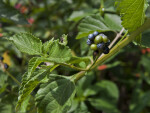 Spanish Flag Plant Berries