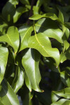 Spanish Lime Leaves