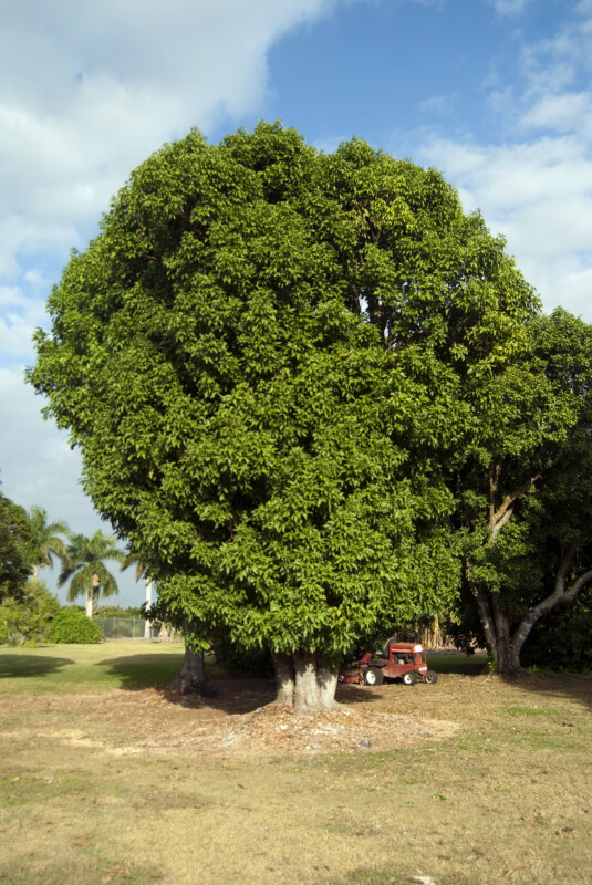 Spanish Lime Tree