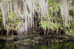 Spanish Moss