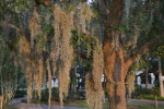 Spanish Moss