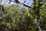Spanish Moss at Windley Key Fossil Reef Geological State Park