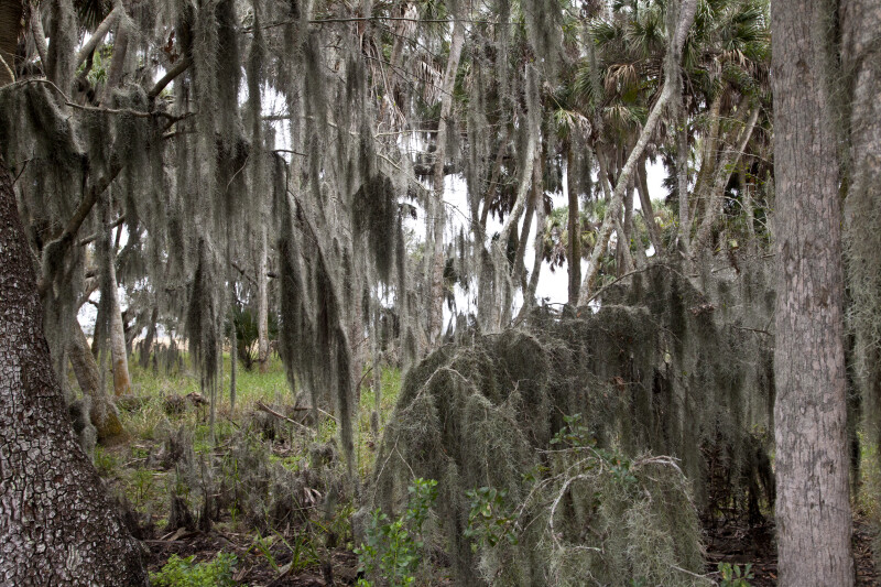 Spanish Moss Covering Trees and Shrubs at Myakka River State Park