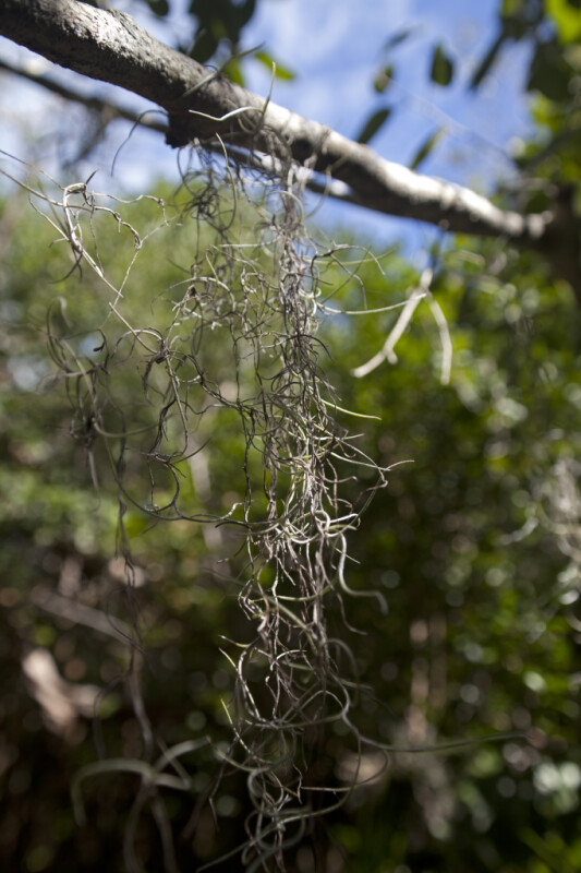 Spanish Moss Hanging from a Branch