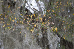 Spanish Moss Hanging from Branches with Yellow and Green Leaves