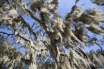 Spanish Moss Hanging from Tree Branches