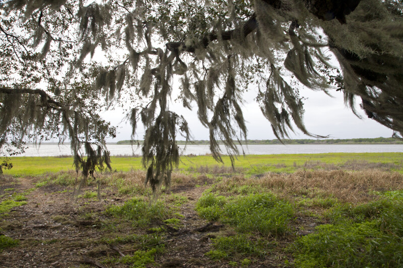 Spanish Moss Hanging From Tree Branches