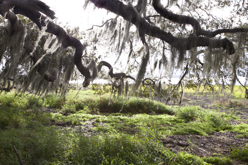 Spanish Moss Hanging From Whirling Tree Branches at Myakka River State Park
