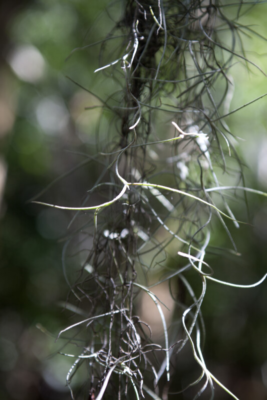 Spanish Moss Leaves Close-Up