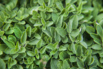 Spanish Oregano Leaves