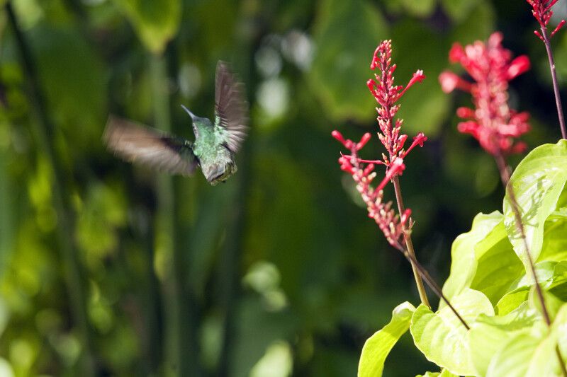 Sparking Mango Hummingbird (Flying)