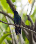 Sparkling Mango Hummingbird