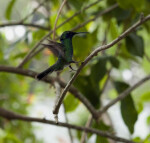 Sparkling Mango Hummingbird Landing