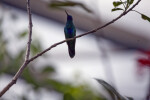 Sparkling Mango Hummingbird on a Branch