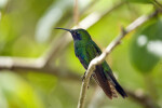 Sparkling Mango Hummingbird Resting