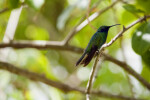 Sparkling Mango Hummingbird Sitting