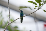 Sparkling Mango Hummingbird