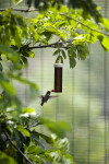 Sparkling Violet Ear at Feeder