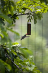 Sparkling Violet Ear at Feeder