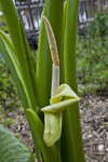 Spathe of a Giant Taro Flower