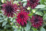 Species of Dahlia (Sunflower family)