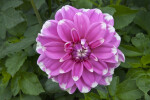 Species of Dahlia