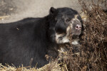 Spectacled Bear and Grass