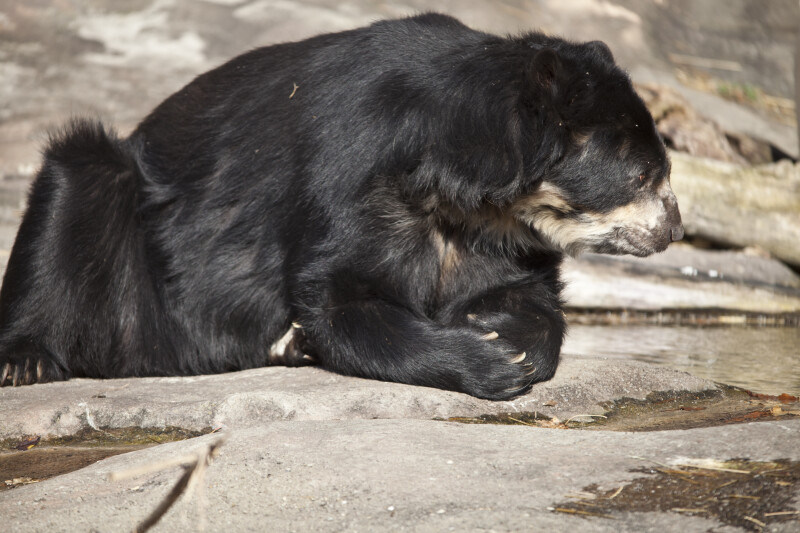 Spectacled Bear and Water