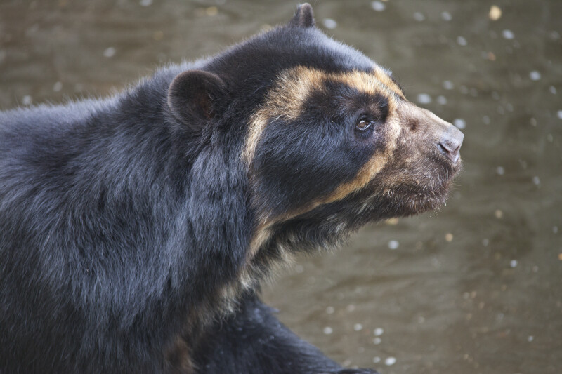 Spectacled Bear at the Artis Royal Zoo