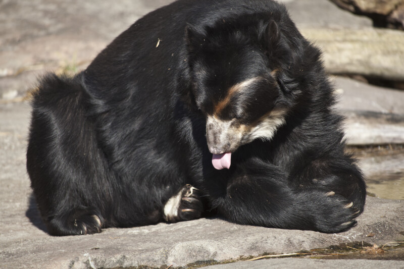 Spectacled Bear Licking