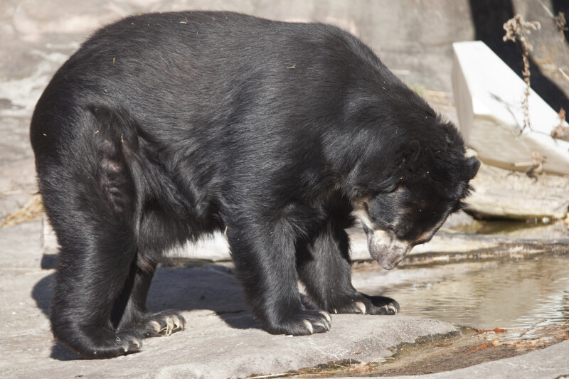 Spectacled Bear Looking at Paws