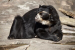Spectacled Bear Looking Left