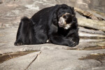 Spectacled Bear Relaxing