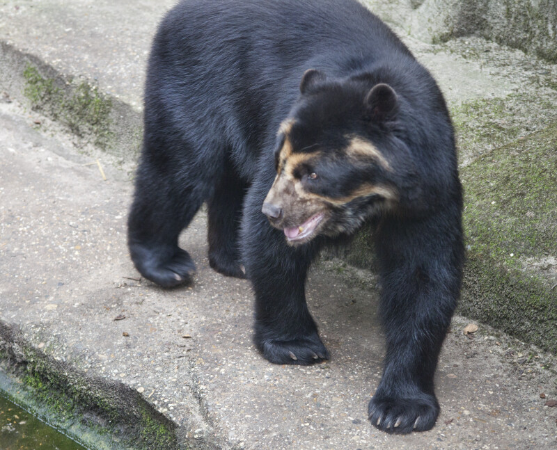 Spectacled Bear Walking on Man-Made Structure at the Artis Royal Zoo