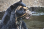 Spectacled Bear with Piece of Food in its Mouth
