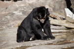 Spectacled Bear