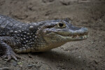 Spectacled Caiman Close-Up