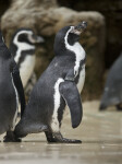 Spheniscus Penguin With Head Raised