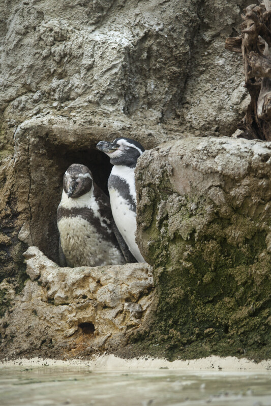Spheniscus Penguins Standing in Rocks