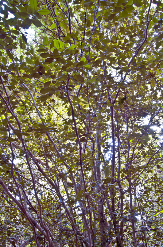 Spicewood (Calyptranthes spp.) Multi-Trunks