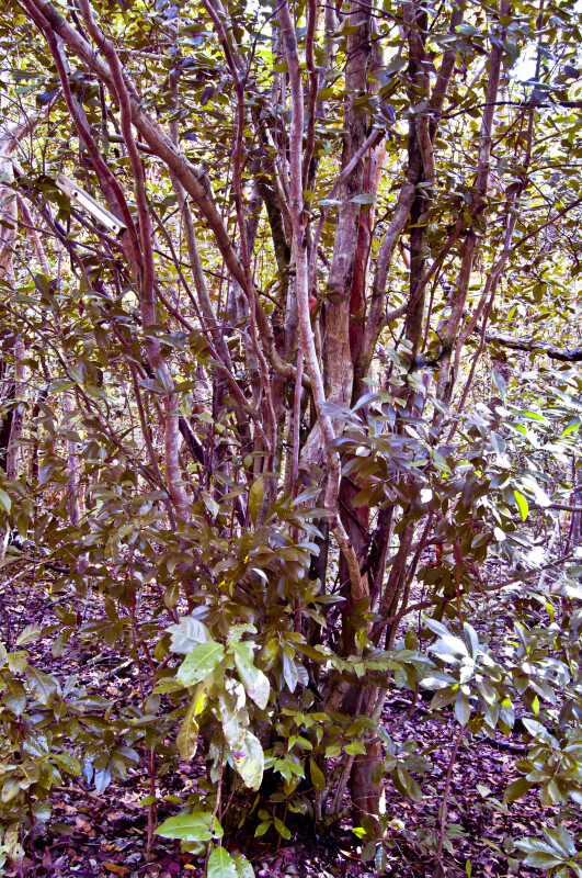 Spicewood (Calyptranthes spp.)